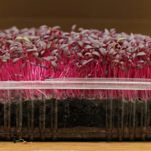Red Garnet Amaranth Microgreen Seeds - Edible, Fast Growing - 30 Seed Pack - Image 2