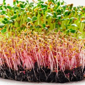 Red Garnet Amaranth Microgreen Seeds - Edible, Fast Growing - 30 Seed Pack - Image 3