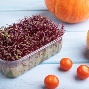 Red Garnet Amaranth Microgreen Seeds - Edible, Fast Growing - 30 Seed Pack - Image 4