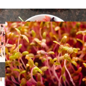 Red Garnet Amaranth Microgreen Seeds - Edible, Fast Growing - 30 Seed Pack - Image 5