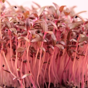 Red Garnet Amaranth Microgreen Seeds - Edible, Fast Growing - 30 Seed Pack - Image 6