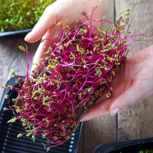 Red Garnet Amaranth Microgreen Seeds - Edible, Fast Growing - 30 Seed Pack - Image 8
