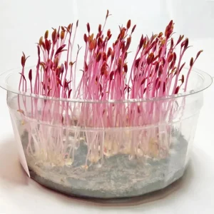 Red Garnet Amaranth Microgreen Seeds - Edible, Fast Growing - 30 Seed Pack - Image 9