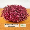 Red Garnet Amaranth Microgreen Seeds - Edible, Fast Growing - 30 Seed Pack - Image 1