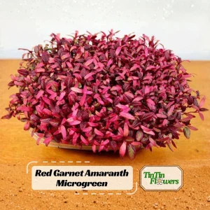 Red Garnet Amaranth Microgreen Seeds - Edible, Fast Growing - 30 Seed Pack - Image 1