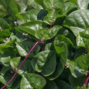 Red Malabar Spinach Seeds - Basella rubra - 20 Seeds - Tropical Leafy Green Vine - Image 2