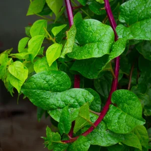 Red Malabar Spinach Seeds - Basella rubra - 20 Seeds - Tropical Leafy Green Vine - Image 3