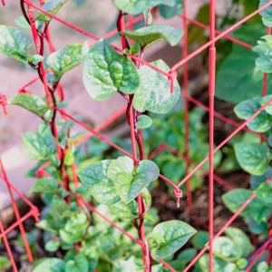 Red Malabar Spinach Seeds - Basella rubra - 20 Seeds - Tropical Leafy Green Vine - Image 4