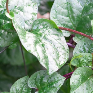Red Malabar Spinach Seeds - Basella rubra - 20 Seeds - Tropical Leafy Green Vine - Image 5