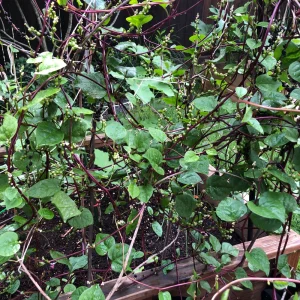 Red Malabar Spinach Seeds - Basella rubra - 20 Seeds - Tropical Leafy Green Vine - Image 6