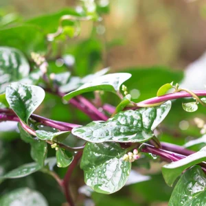 Red Malabar Spinach Seeds - Basella rubra - 20 Seeds - Tropical Leafy Green Vine - Image 7