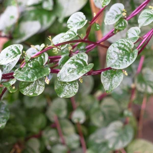 Red Malabar Spinach Seeds - Basella rubra - 20 Seeds - Tropical Leafy Green Vine - Image 8
