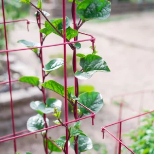 Red Malabar Spinach Seeds - Basella rubra - 20 Seeds - Tropical Leafy Green Vine - Image 9