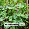Red Malabar Spinach Seeds - Basella rubra - 20 Seeds - Tropical Leafy Green Vine - Image 1