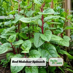 Red Malabar Spinach Seeds - Basella rubra - 20 Seeds - Tropical Leafy Green Vine - Image 1