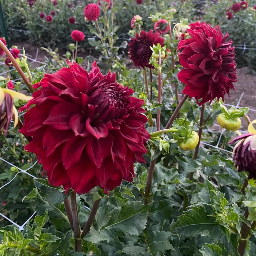 Red Mingus Alex Dahlia Seeds - Heirloom Flower Seeds - Pollinator Friendly - 40 Seeds - Image 10