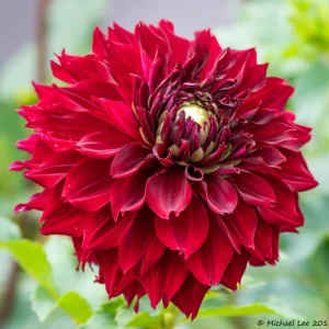 Red Mingus Alex Dahlia Seeds - Heirloom Flower Seeds - Pollinator Friendly - 40 Seeds - Image 11