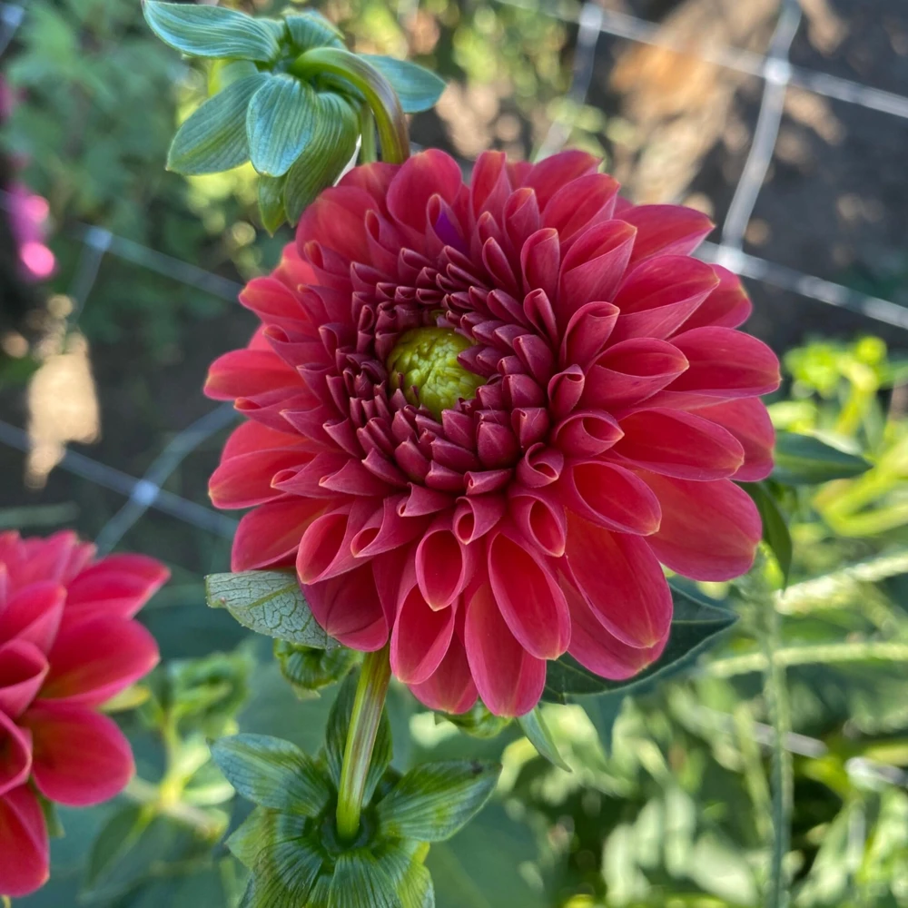 Red Mingus Alex Dahlia Seeds - Heirloom Flower Seeds - Pollinator Friendly - 40 Seeds - Image 12