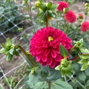 Red Mingus Alex Dahlia Seeds - Heirloom Flower Seeds - Pollinator Friendly - 40 Seeds - Image 13