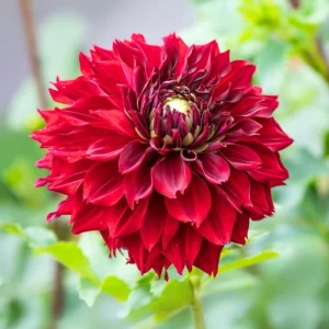 Red Mingus Alex Dahlia Seeds - Heirloom Flower Seeds - Pollinator Friendly - 40 Seeds - Image 14