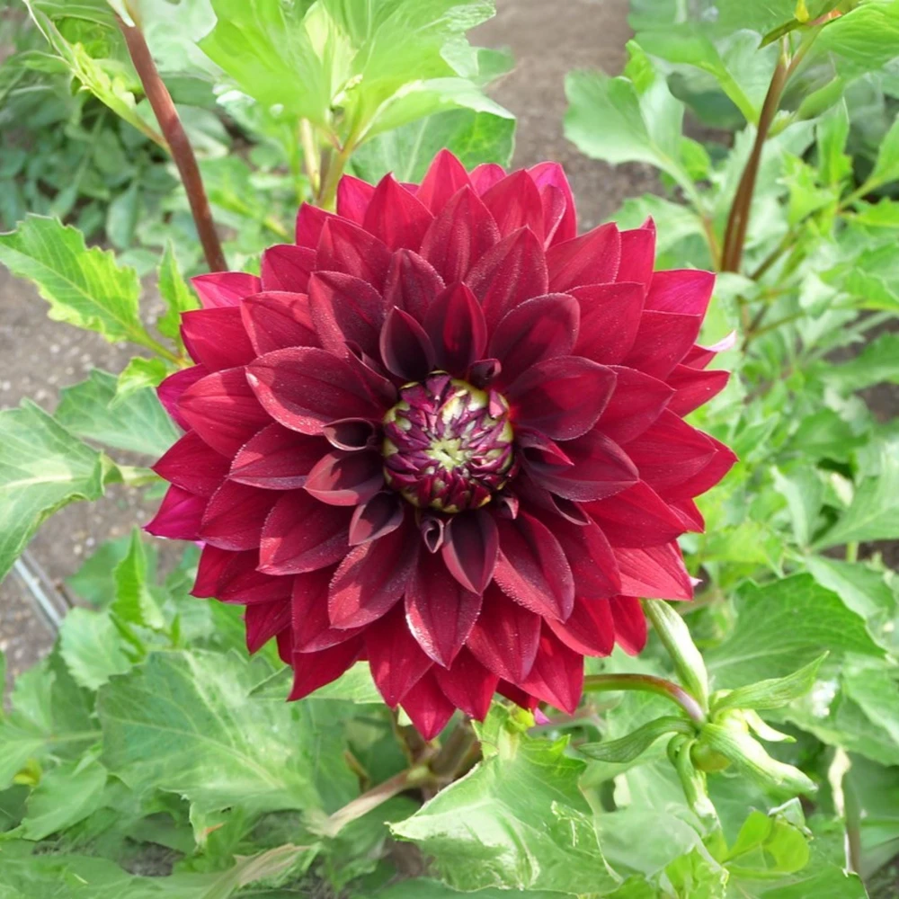 Red Mingus Alex Dahlia Seeds - Heirloom Flower Seeds - Pollinator Friendly - 40 Seeds - Image 15