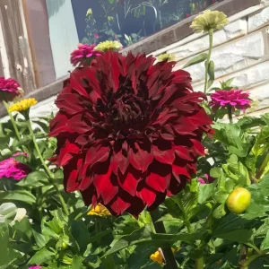 Red Mingus Alex Dahlia Seeds - Heirloom Flower Seeds - Pollinator Friendly - 40 Seeds - Image 16