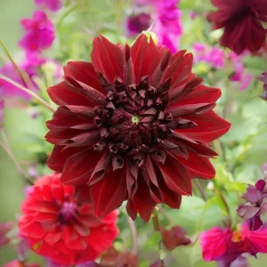 Red Mingus Alex Dahlia Seeds - Heirloom Flower Seeds - Pollinator Friendly - 40 Seeds - Image 17
