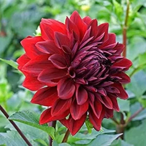 Red Mingus Alex Dahlia Seeds - Heirloom Flower Seeds - Pollinator Friendly - 40 Seeds - Image 2