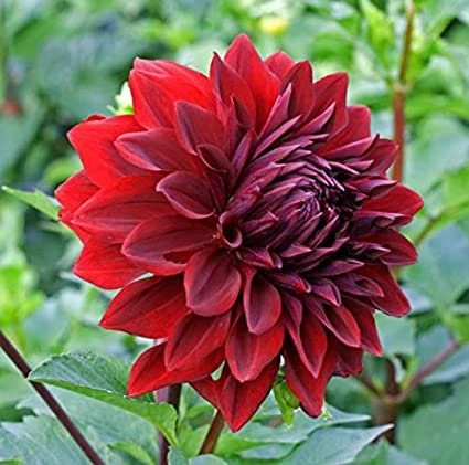 Red Mingus Alex Dahlia Seeds - Heirloom Flower Seeds - Pollinator Friendly - 40 Seeds - Image 2
