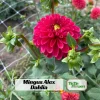Red Mingus Alex Dahlia Seeds - Heirloom Flower Seeds - Pollinator Friendly - 40 Seeds - Image 1