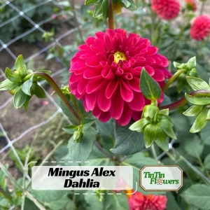 Red Mingus Alex Dahlia Seeds - Heirloom Flower Seeds - Pollinator Friendly - 40 Seeds - Image 1