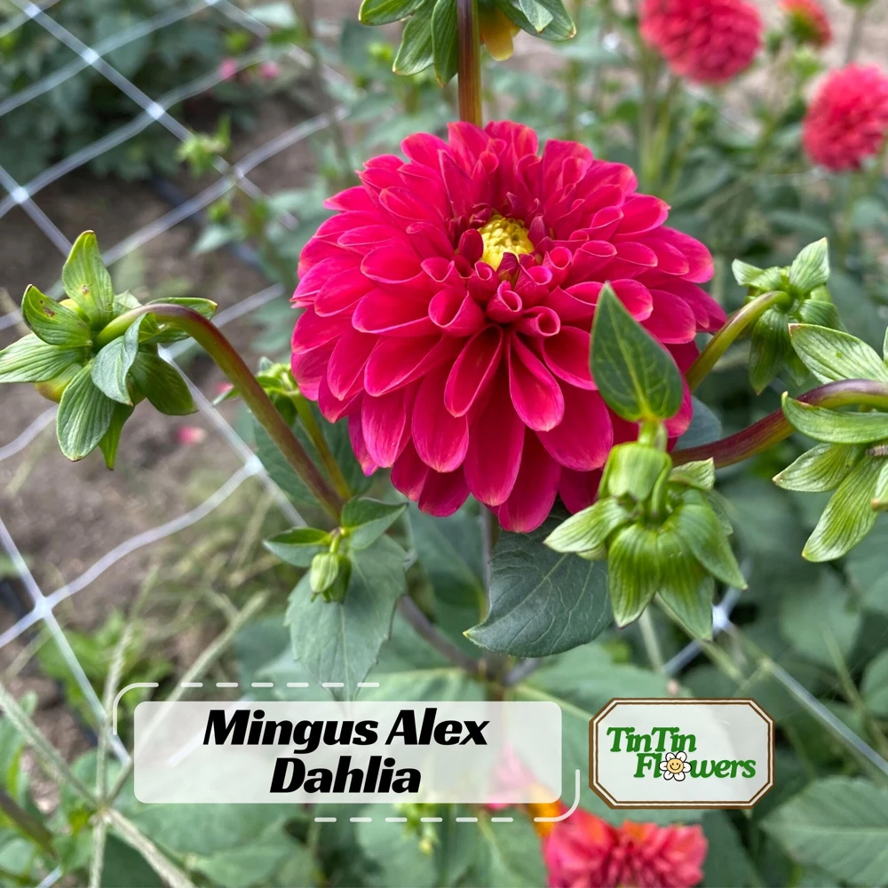 Red Mingus Alex Dahlia Seeds - Heirloom Flower Seeds - Pollinator Friendly - 40 Seeds - Image 1