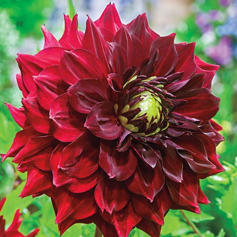 Red Mingus Alex Dahlia Seeds - Heirloom Flower Seeds - Pollinator Friendly - 40 Seeds - Image 3