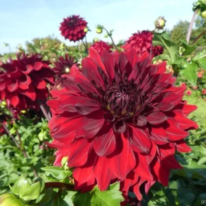 Red Mingus Alex Dahlia Seeds - Heirloom Flower Seeds - Pollinator Friendly - 40 Seeds - Image 4