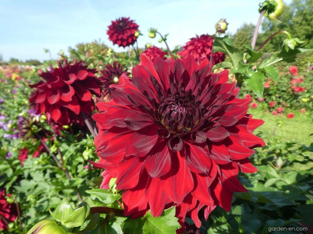 Red Mingus Alex Dahlia Seeds - Heirloom Flower Seeds - Pollinator Friendly - 40 Seeds - Image 4