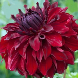 Red Mingus Alex Dahlia Seeds - Heirloom Flower Seeds - Pollinator Friendly - 40 Seeds - Image 5