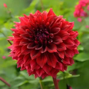 Red Mingus Alex Dahlia Seeds - Heirloom Flower Seeds - Pollinator Friendly - 40 Seeds - Image 6