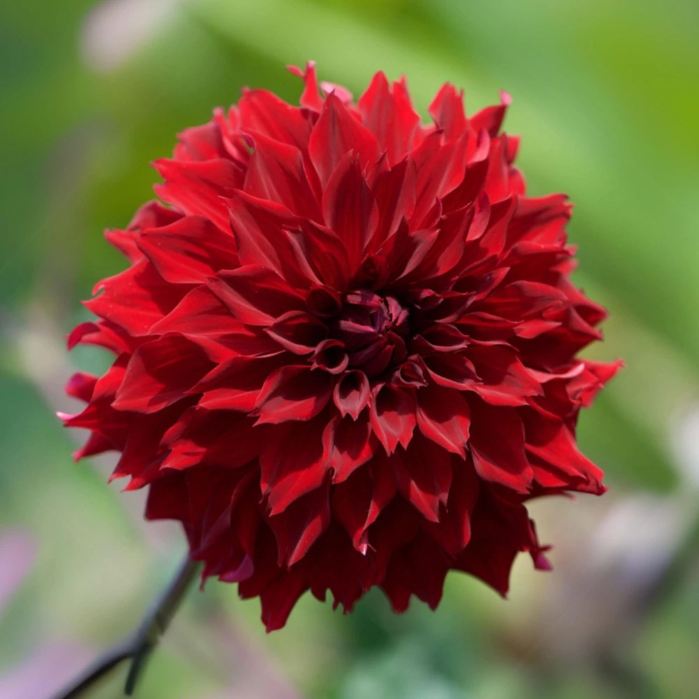 Red Mingus Alex Dahlia Seeds - Heirloom Flower Seeds - Pollinator Friendly - 40 Seeds - Image 7