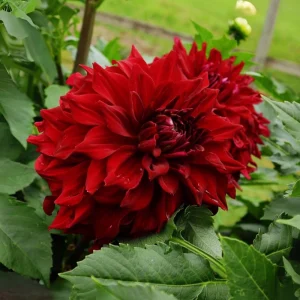 Red Mingus Alex Dahlia Seeds - Heirloom Flower Seeds - Pollinator Friendly - 40 Seeds - Image 8