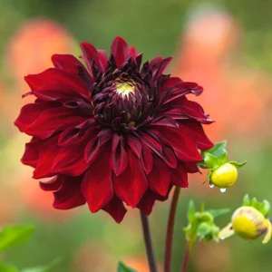 Red Mingus Alex Dahlia Seeds - Heirloom Flower Seeds - Pollinator Friendly - 40 Seeds - Image 9