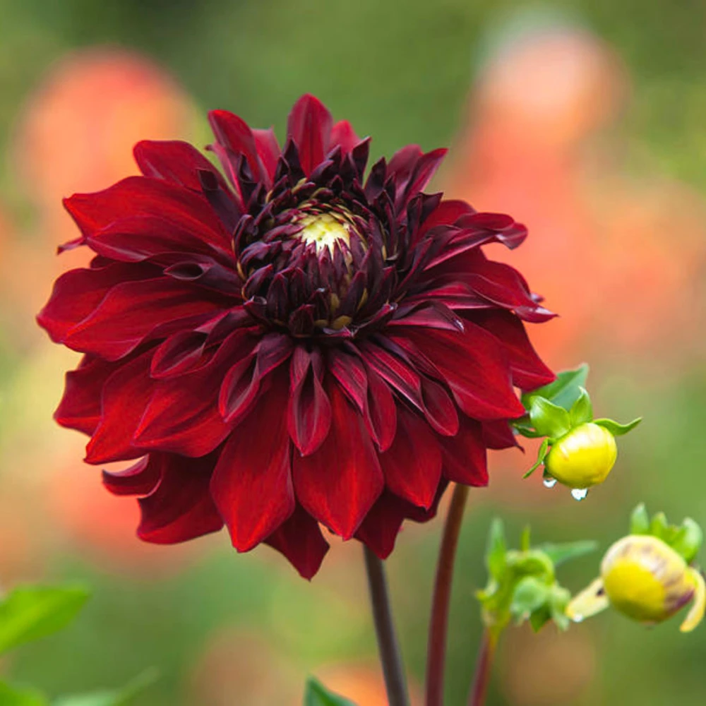 Red Mingus Alex Dahlia Seeds - Heirloom Flower Seeds - Pollinator Friendly - 40 Seeds - Image 9