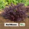 Red Mizuna Mustard Seeds - 20 Seeds - Purple Japanese Asian Greens - Image 1