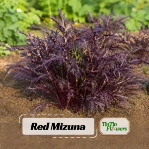 Red Mizuna Mustard Seeds - 20 Seeds - Purple Japanese Asian Greens - Image 1