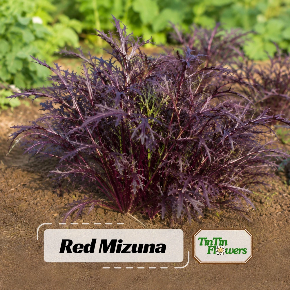 Red Mizuna Mustard Seeds - 20 Seeds - Purple Japanese Asian Greens - Image 1