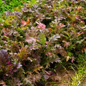 Red Mizuna Mustard Seeds - 20 Seeds - Purple Japanese Asian Greens - Image 2
