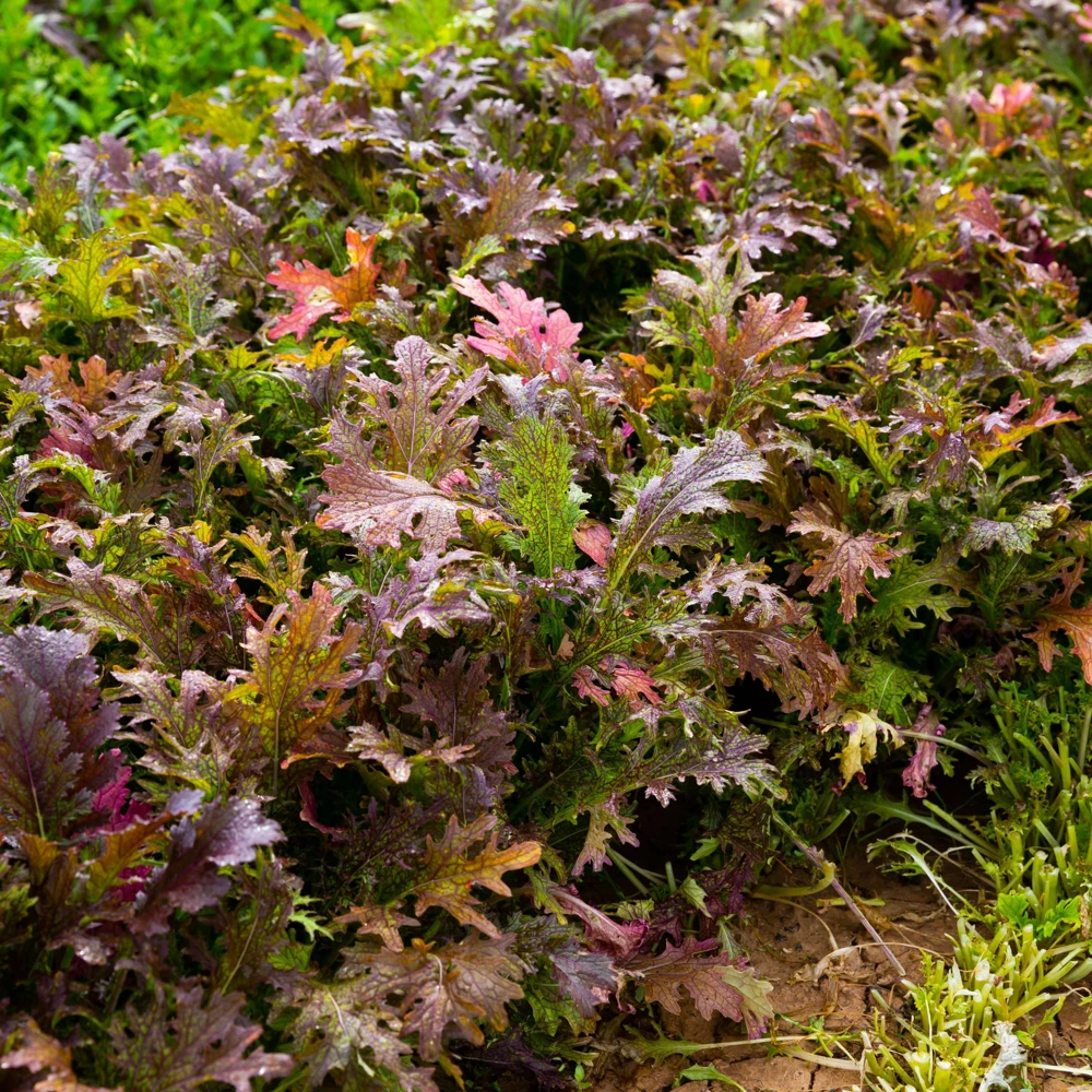 Red Mizuna Mustard Seeds - 20 Seeds - Purple Japanese Asian Greens - Image 2