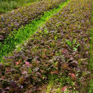Red Mizuna Mustard Seeds - 20 Seeds - Purple Japanese Asian Greens - Image 3