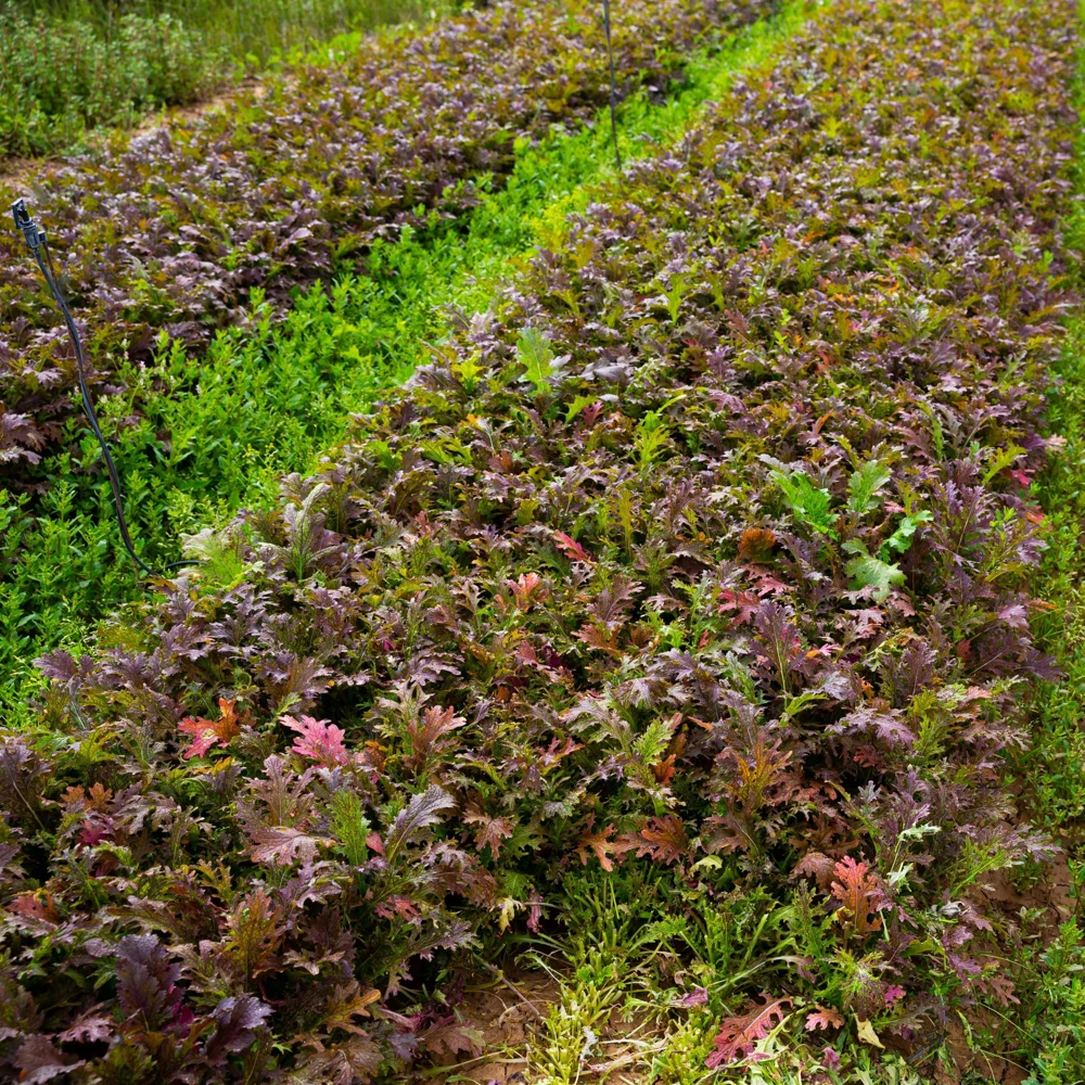 Red Mizuna Mustard Seeds - 20 Seeds - Purple Japanese Asian Greens - Image 3