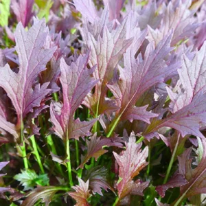 Red Mizuna Mustard Seeds - 20 Seeds - Purple Japanese Asian Greens - Image 4