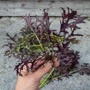 Red Mizuna Mustard Seeds - 20 Seeds - Purple Japanese Asian Greens - Image 5